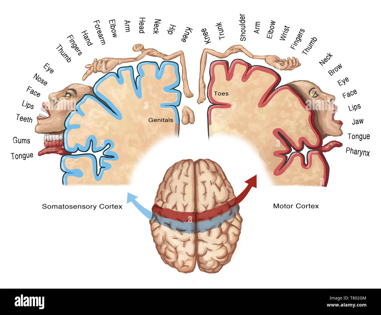 cortical-homunculus-illustration-T802GM 1.jpg