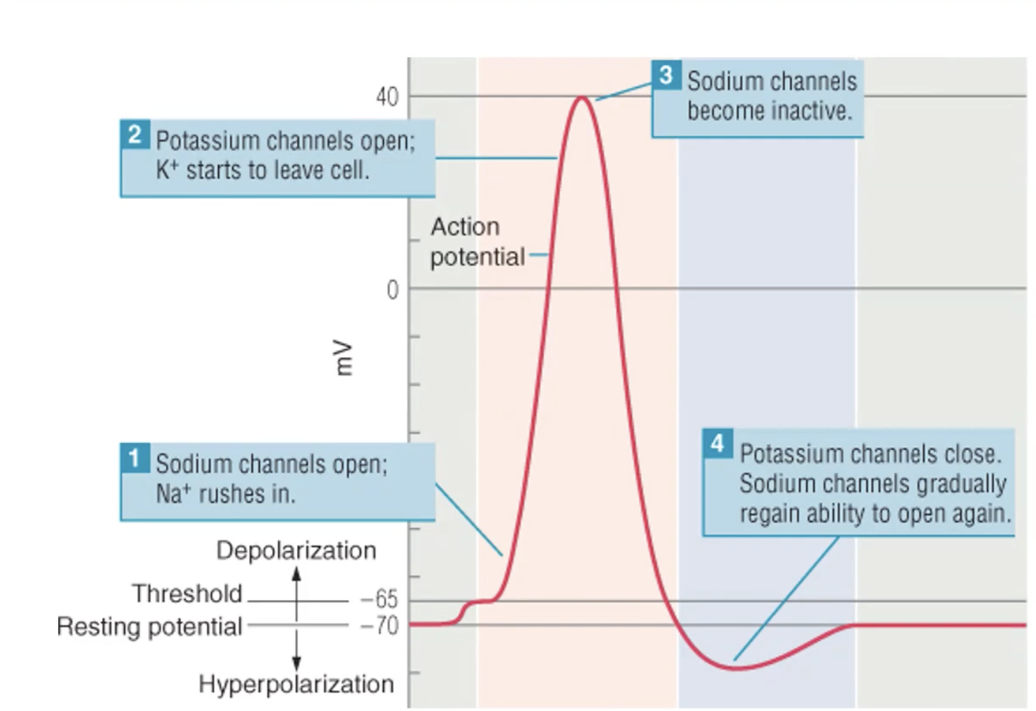 Action Potential.png