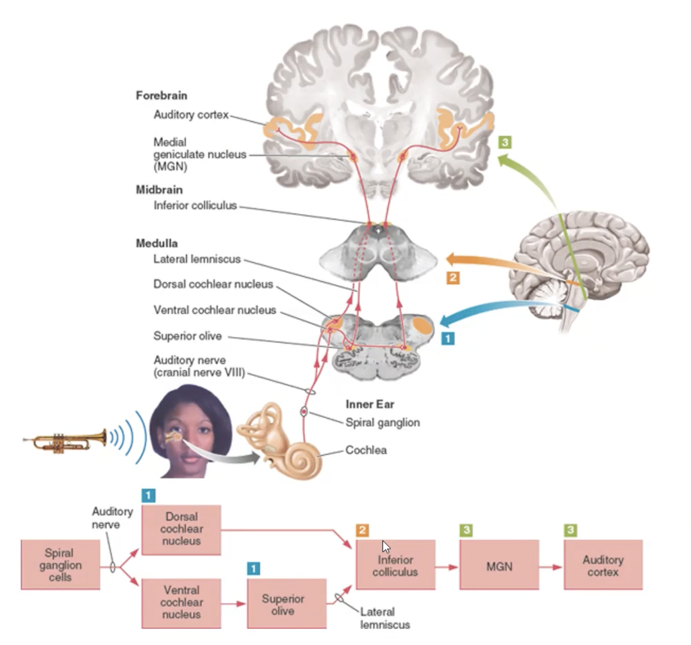 Auditory pathways.png