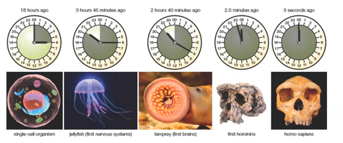 Evolutionary Timeline.png