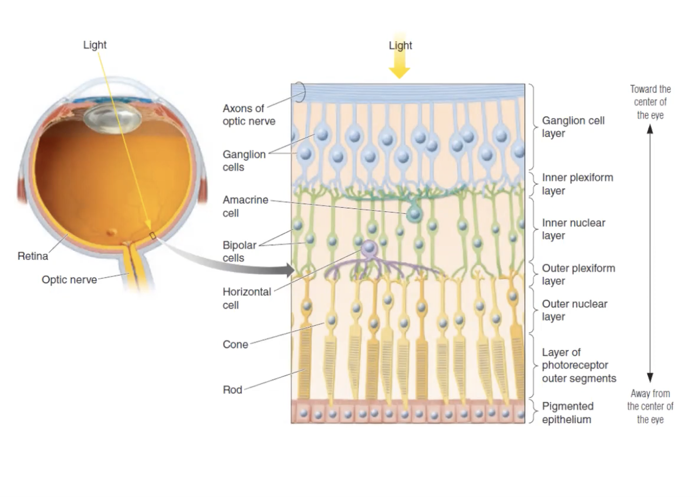 Layers of the Retina.png